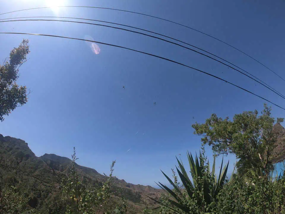 Cape Verde Spiders