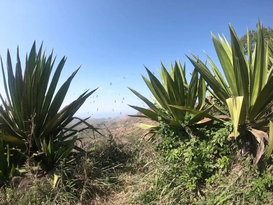 Cape Verde Serra Da Malagueta Spiders