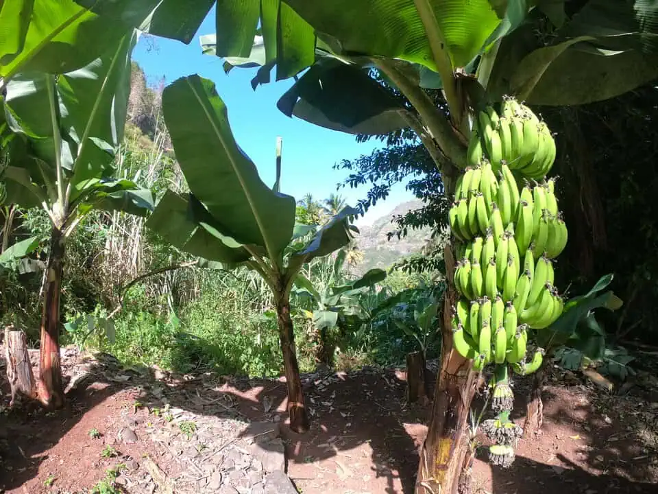 Cape Verde Serra Da Malagueta Bananas
