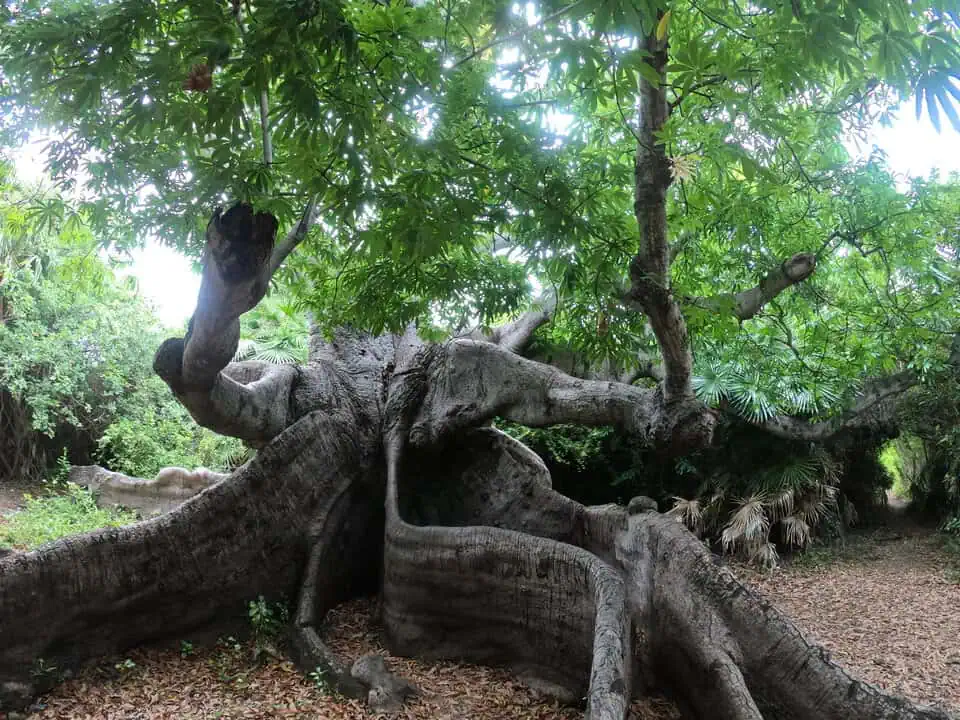 Curaçao Hofi Pastor Kapok Tree