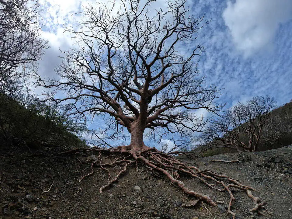 Curaçao Tree Of Life