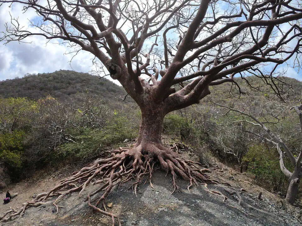 Curaçao Tree Of Life