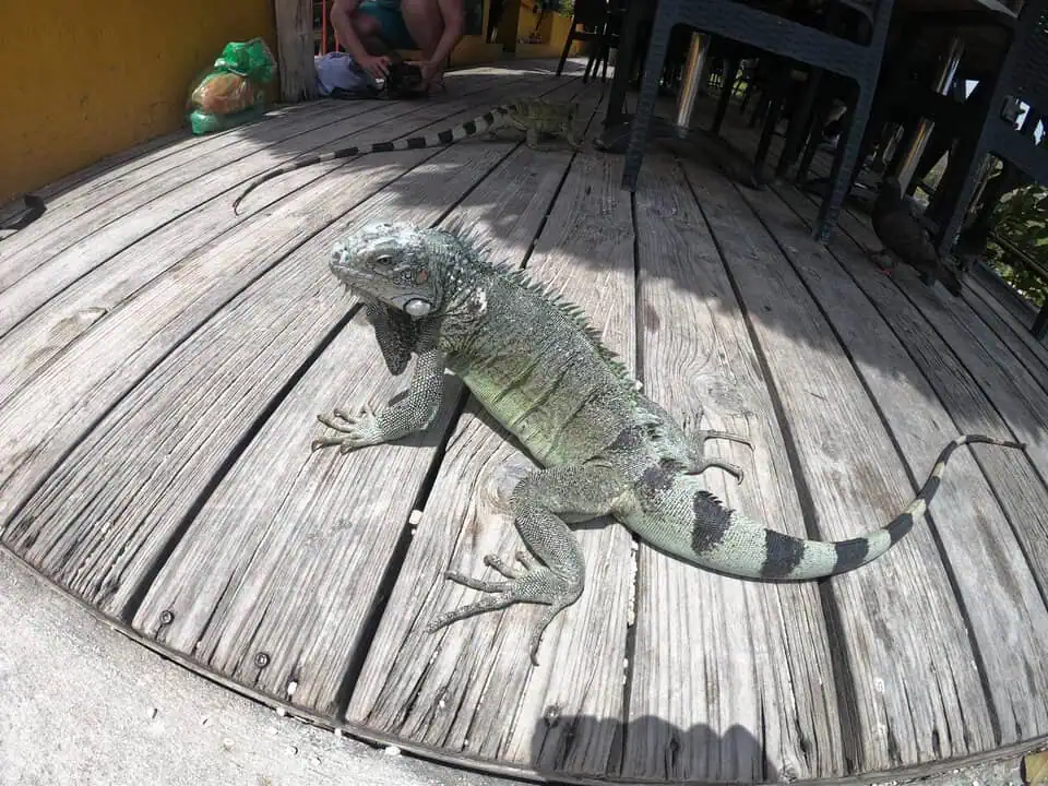 Curaçao Playa Lagun Iguana