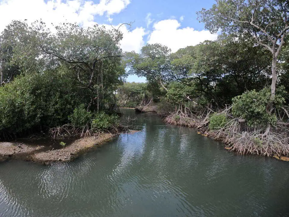 Curaçao Rif Mangrove Park