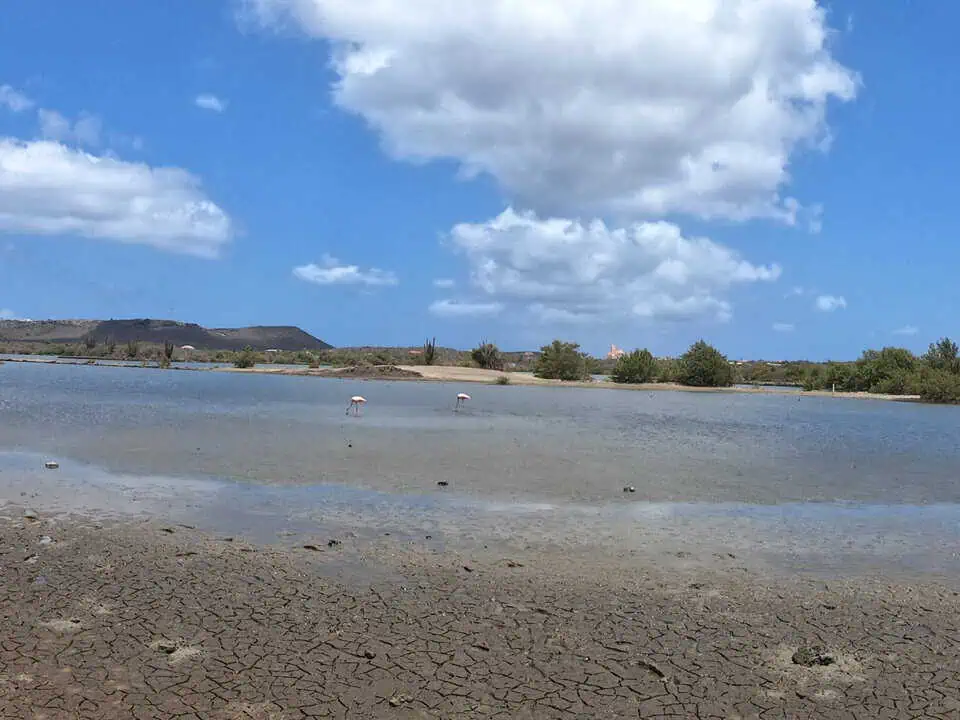 Curaçao Salt Lake Willibrordus Flamingos