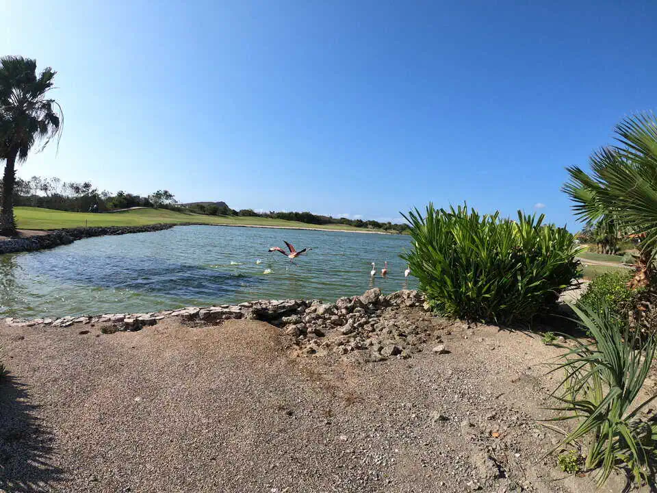 Curaçao Blue Bay Flamingos