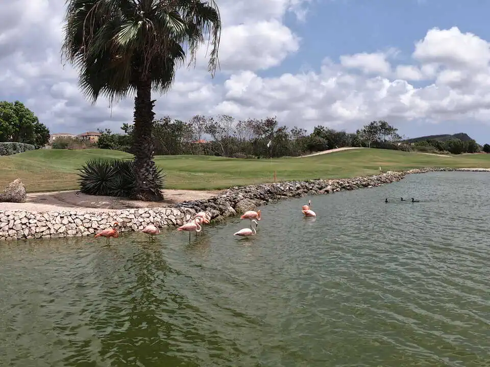 Curaçao Blue Bay Flamingos