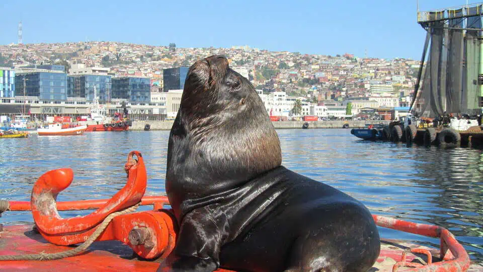 Chile Sea Lions