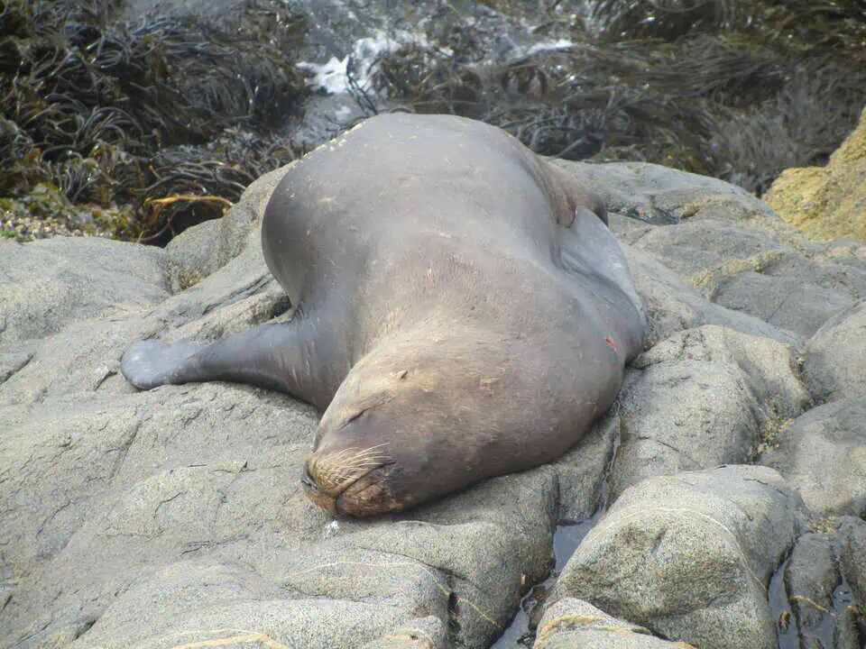 Chile Sea Lions