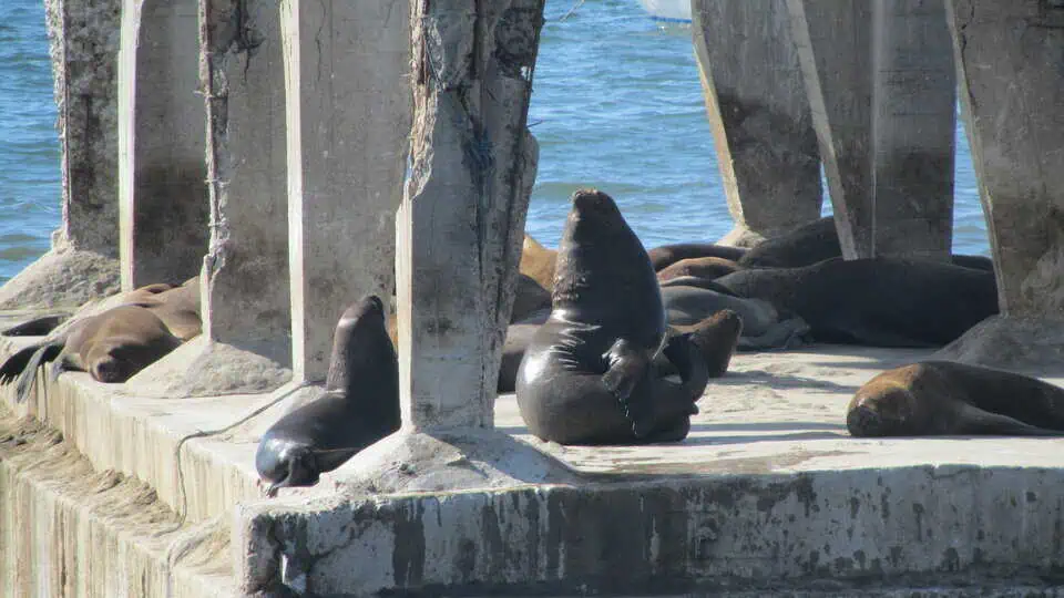 Chile Sea Lions