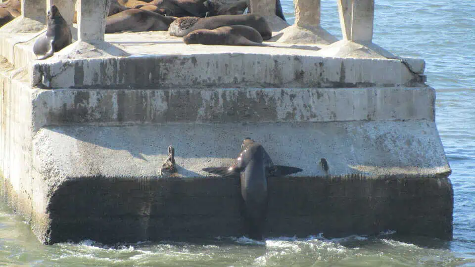 Chile Sea Lions