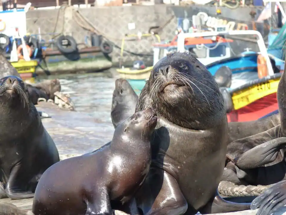 Chile Sea Lions