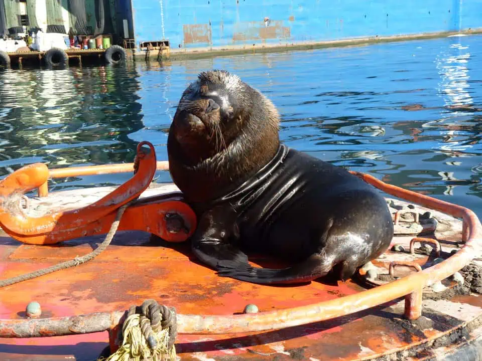 Chile Sea Lions