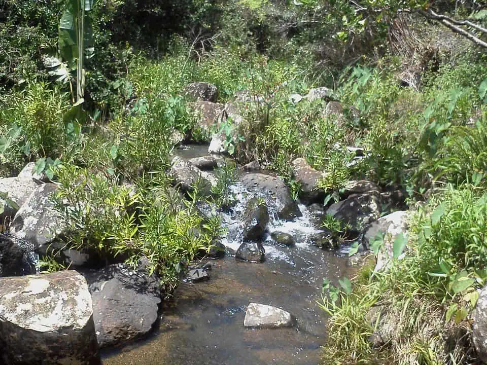Mauritius Black River Gorges National Park