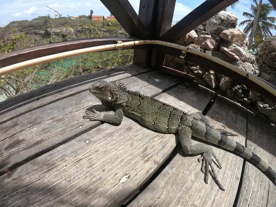 Iguanas Curacao