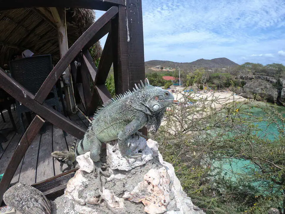 Iguanas Curacao