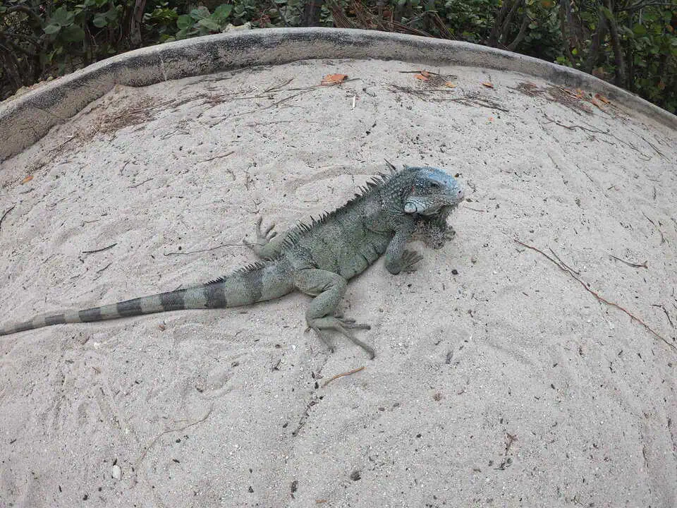 Iguanas Curacao