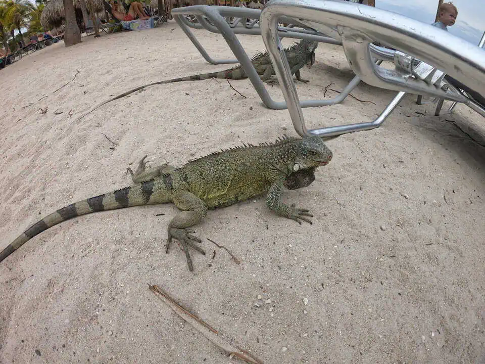 Iguanas Curacao