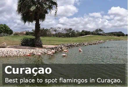Best place to spot flamingos in Curacao