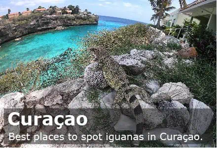 Iguanas Curacao