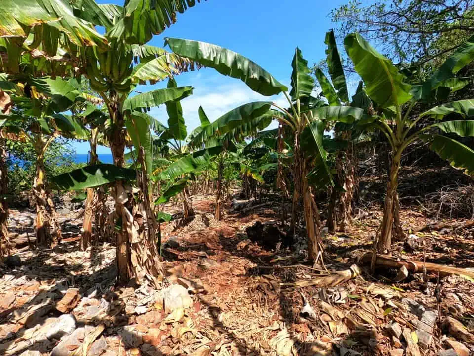 Trail to Playa Madama